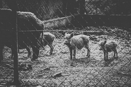 eingezäunte Wildschweine (Foto: Creative Commons Lizenz)